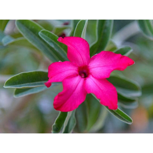 Desert Rose or Adenium Single Pink Bloom Color 2.5 Inch Tall Pot Live Plant