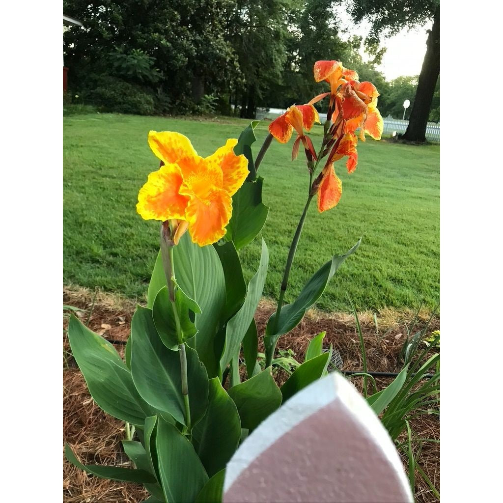 Canna Lily King Humbert Yellow and Orange 1 rhizome plant