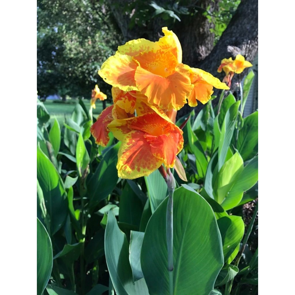 Canna Lily King Humbert Yellow and Orange 1 rhizome plant