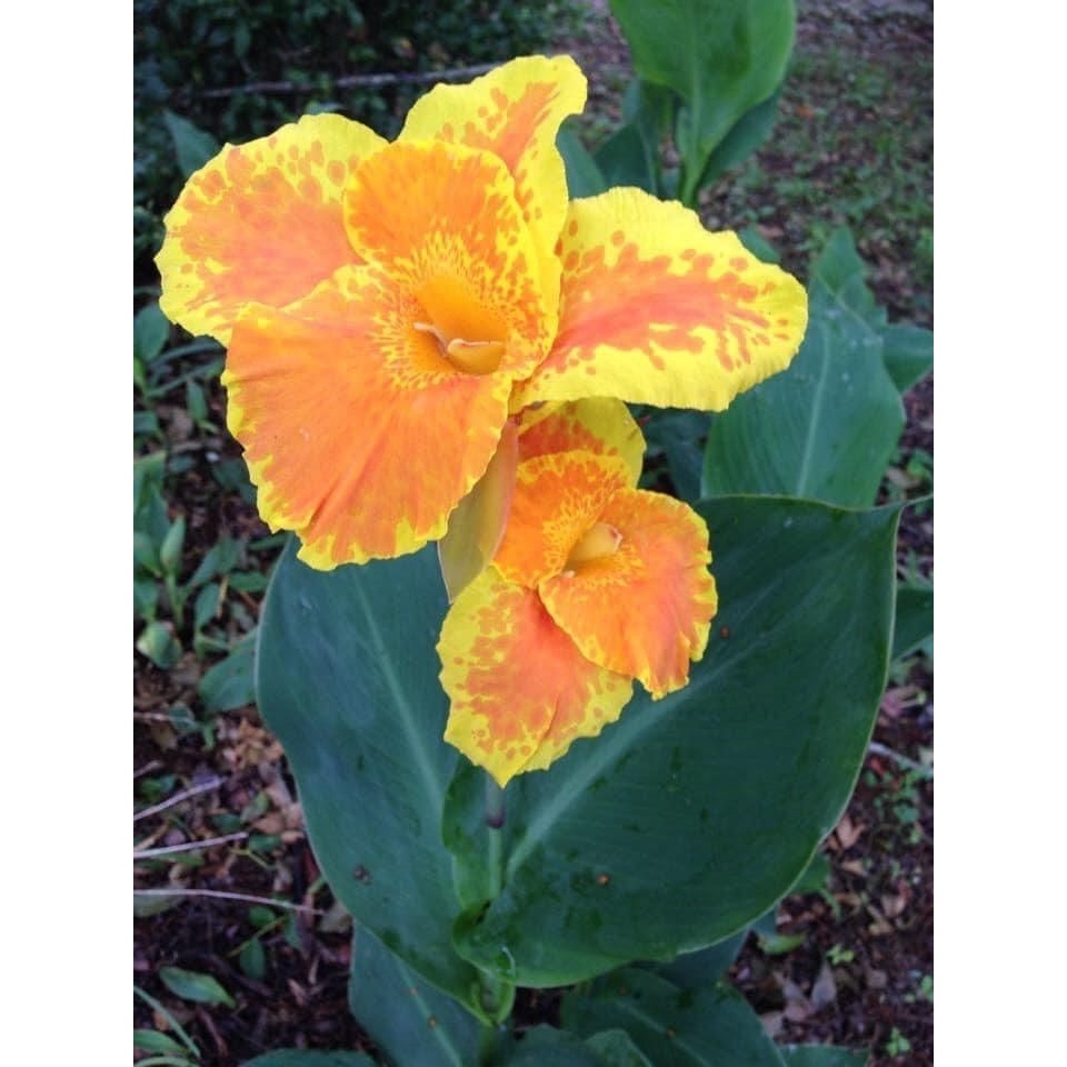 Canna Lily King Humbert Yellow and Orange 1 rhizome plant