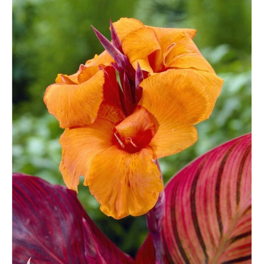 Canna Lily Striped Leaf Durban  44-48" tall variety 1 rhizome bulb plant