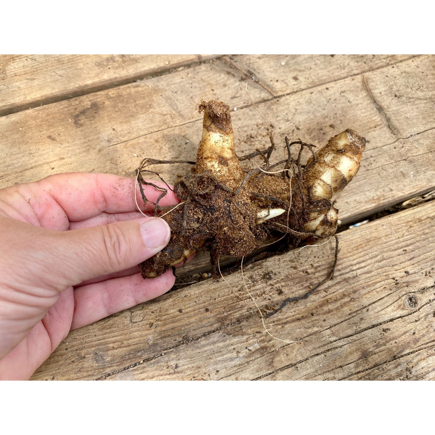 Canna Lily Dwarf Variety Golden Lucifer 32-35" tall 1 rhizome plant