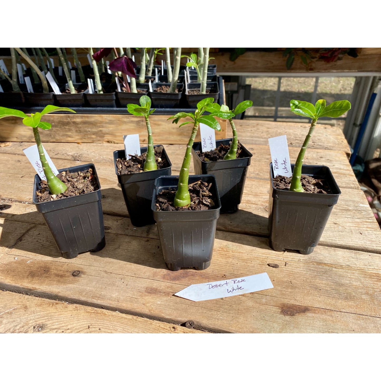 Desert Rose or Adenium White 2.5" Tall Pot Live Plant