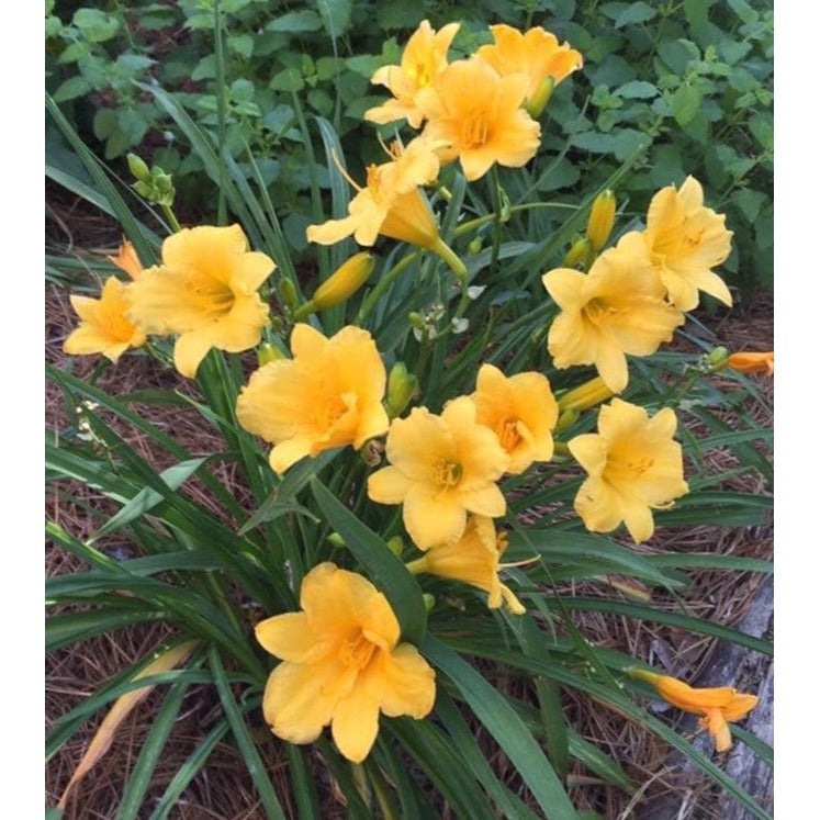 Daylily Stella d' Oro 1 bare root plants or fans