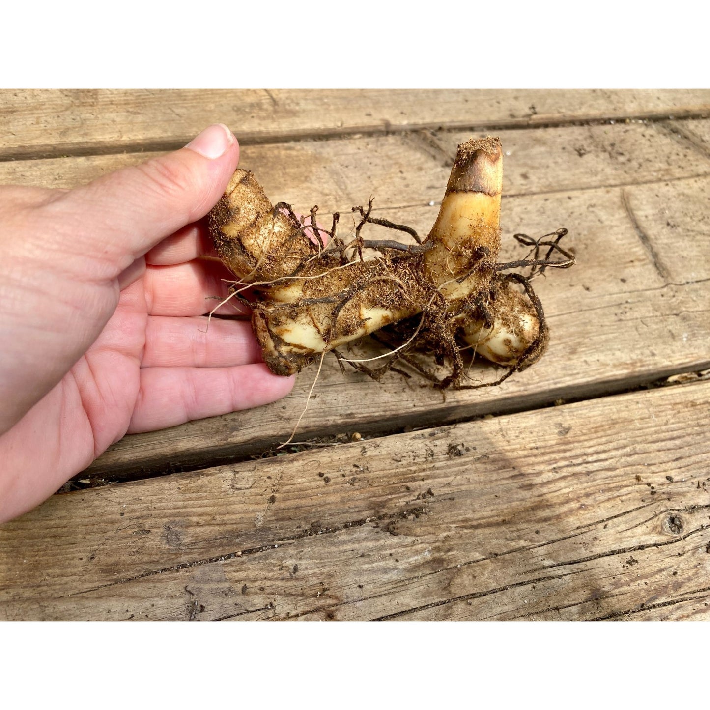 Canna Lily Dwarf Variety Golden Lucifer 32-35" tall 1 rhizome plant