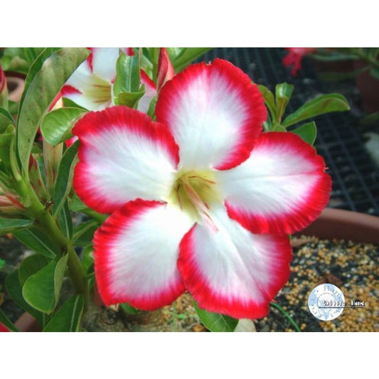 Desert Rose Red Picotee Adenium White with Red Border 2.5" Tall Pot Live Starter Plant