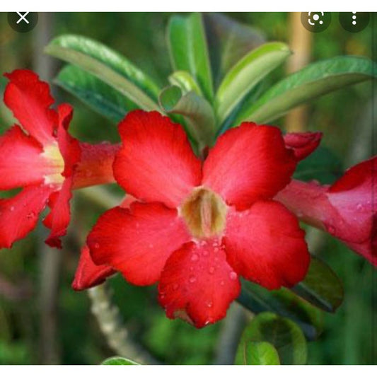 Desert Rose or Adenium Single Red Bloom Color 2.5 Inch Tall Starter Plant