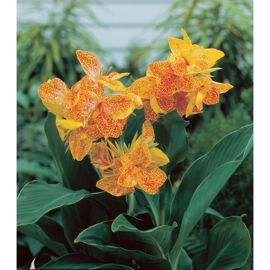 Canna Lily Dwarf Variety Golden Lucifer 32-35" tall 1 rhizome plant